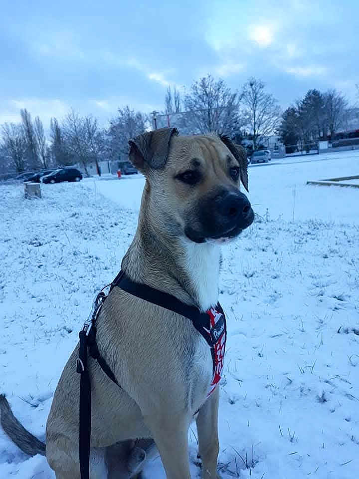 Tyson participe au concours pour gagner de l'argent avec cette photo : dog, canine, snow, winter, outdoor, leash, harness, field, trees, parked_cars, cold, animal, pet, sitting, fur, nature, daylight, sky, grass, quiet
