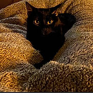 Bryan joined the competition — help win amazing prizes! animal, black_cat, blanket, cat, close_up, comfort, cozy, cute, eyes, feline, fur, indoor, nest, pet, relaxation, resting, sleepy, soft_texture, warm_lighting, whiskers
