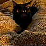 animal, black_cat, blanket, cat, close_up, comfort, cozy, cute, eyes, feline, fur, indoor, nest, pet, relaxation, resting, sleepy, soft_texture, warm_lighting, whiskers