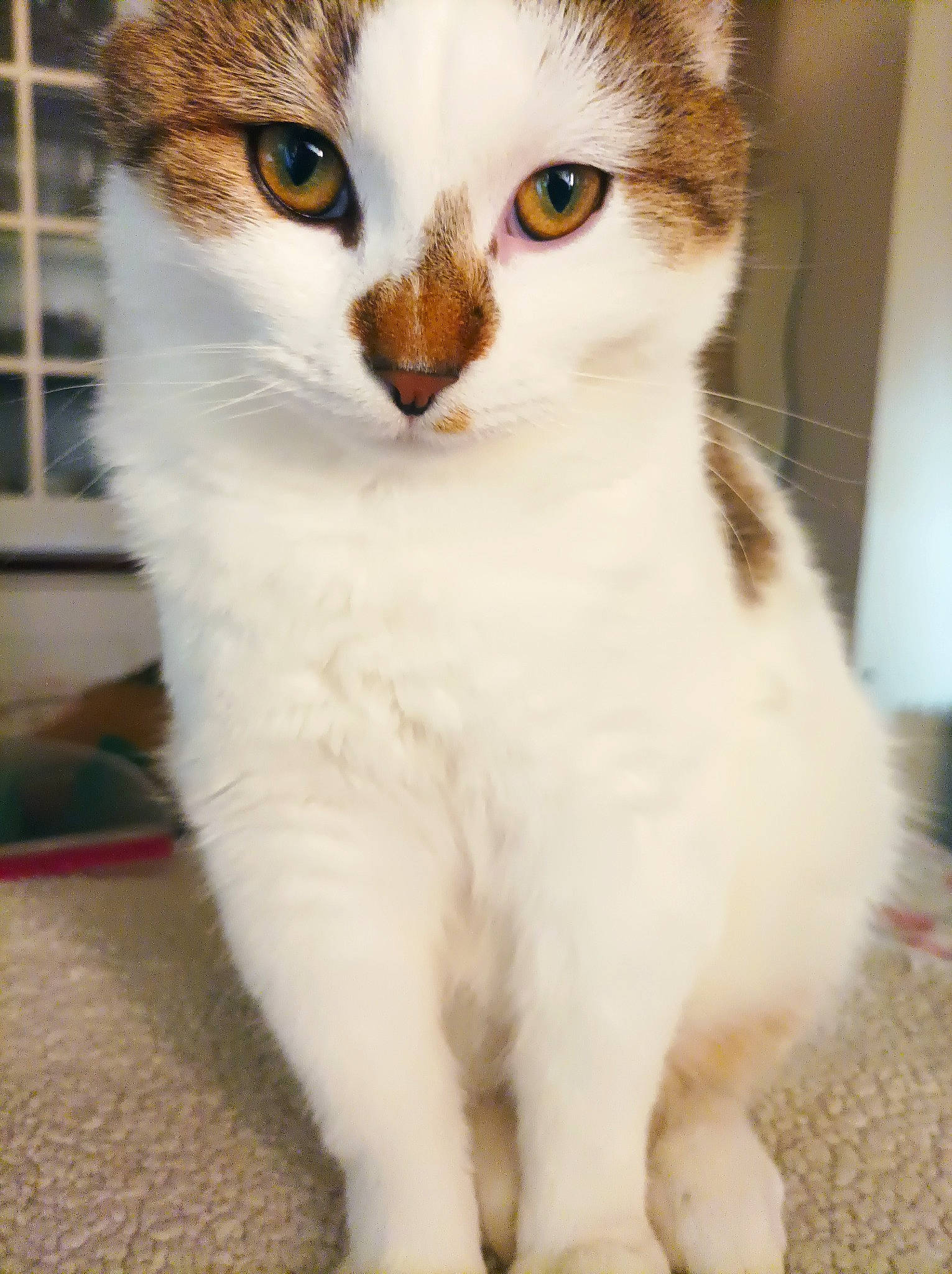 Lucien participe au concours pour gagner de l'argent avec cette photo : carnivore, cat, domestic_short_haired_cat, fawn, felidae, fur, iris, paw, pet_supply, small_to_medium_sized_cats, snout, tail, terrestrial_animal, whiskers, window