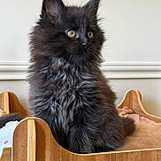 Aïko a rejoint le concours — aidez-le/la à gagner de superbes lots ! animal, black_cat, cat, cozy, curious, cute, domestic, ears, eyes, feline, fluffy, fur, indoor, kitten, pet, portrait, sitting, whiskers, wooden_bed, young