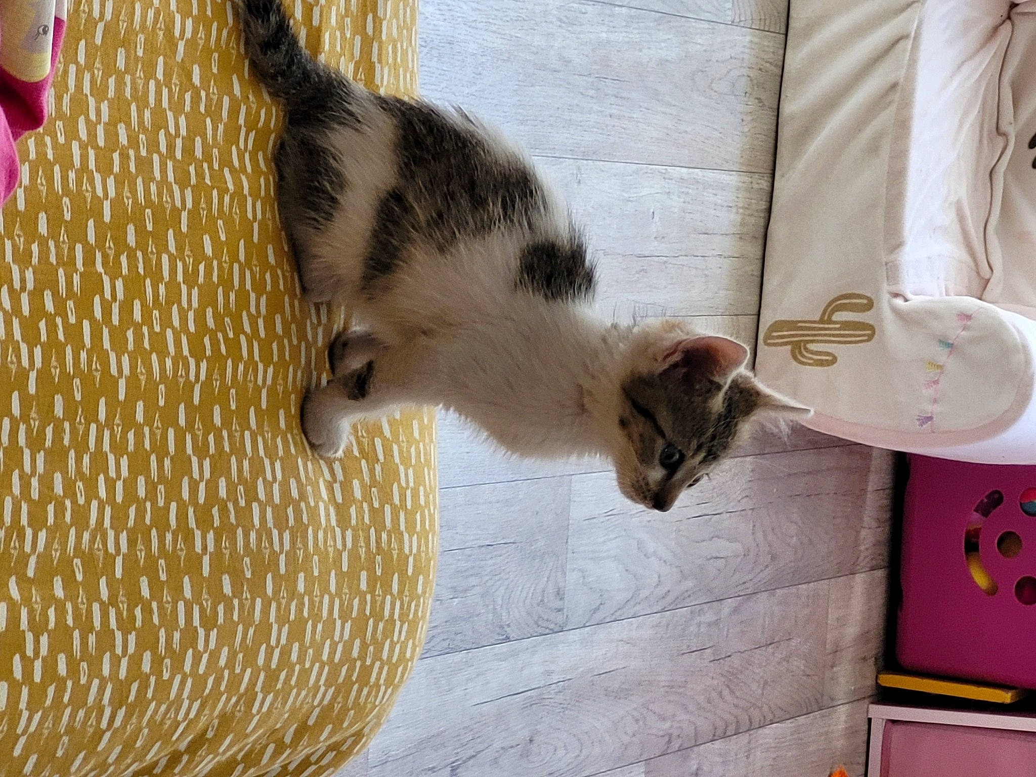 Chicha a rejoint le concours — aidez-le/la à gagner de superbes lots ! canidae, carnivore, cat, dog_breed, domestic_short_haired_cat, felidae, flooring, fur, hardwood, linens, paw, room, small_to_medium_sized_cats, snout, sporting_group, tail, terrestrial_animal, textile, whiskers, wood