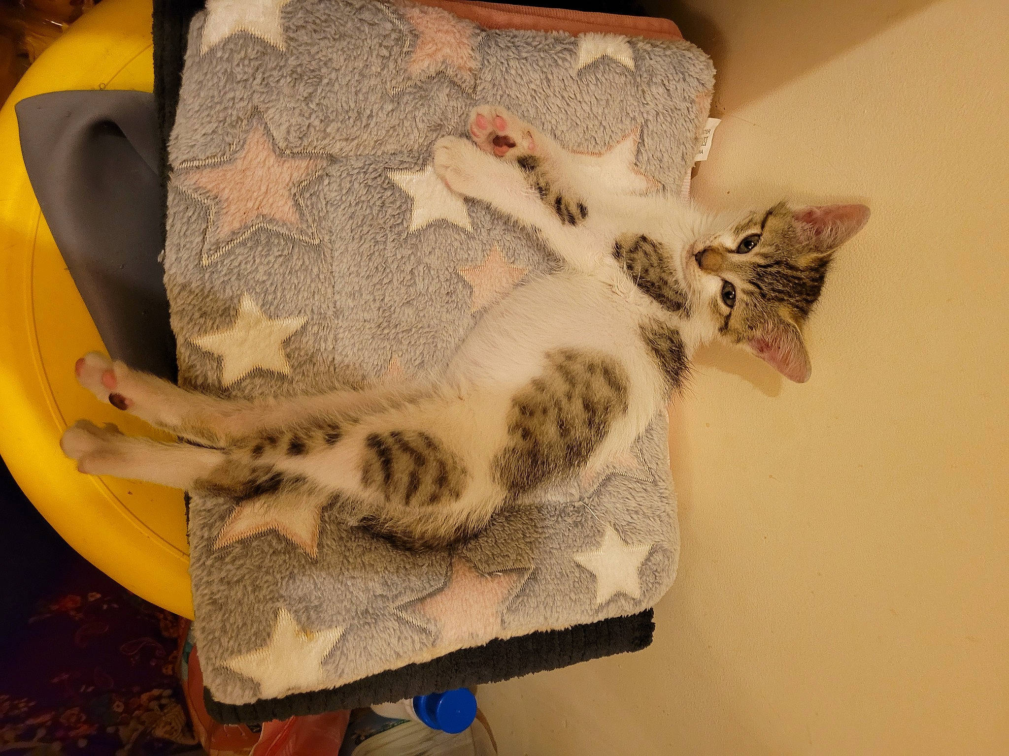 Chicha a rejoint le concours — aidez-le/la à gagner de superbes lots ! art, carnivore, cat, ceramic, comfort, domestic_short_haired_cat, fawn, felidae, fur, pattern, paw, porcelain, room, shelf, small_to_medium_sized_cats, tail, visual_arts, whiskers, wood