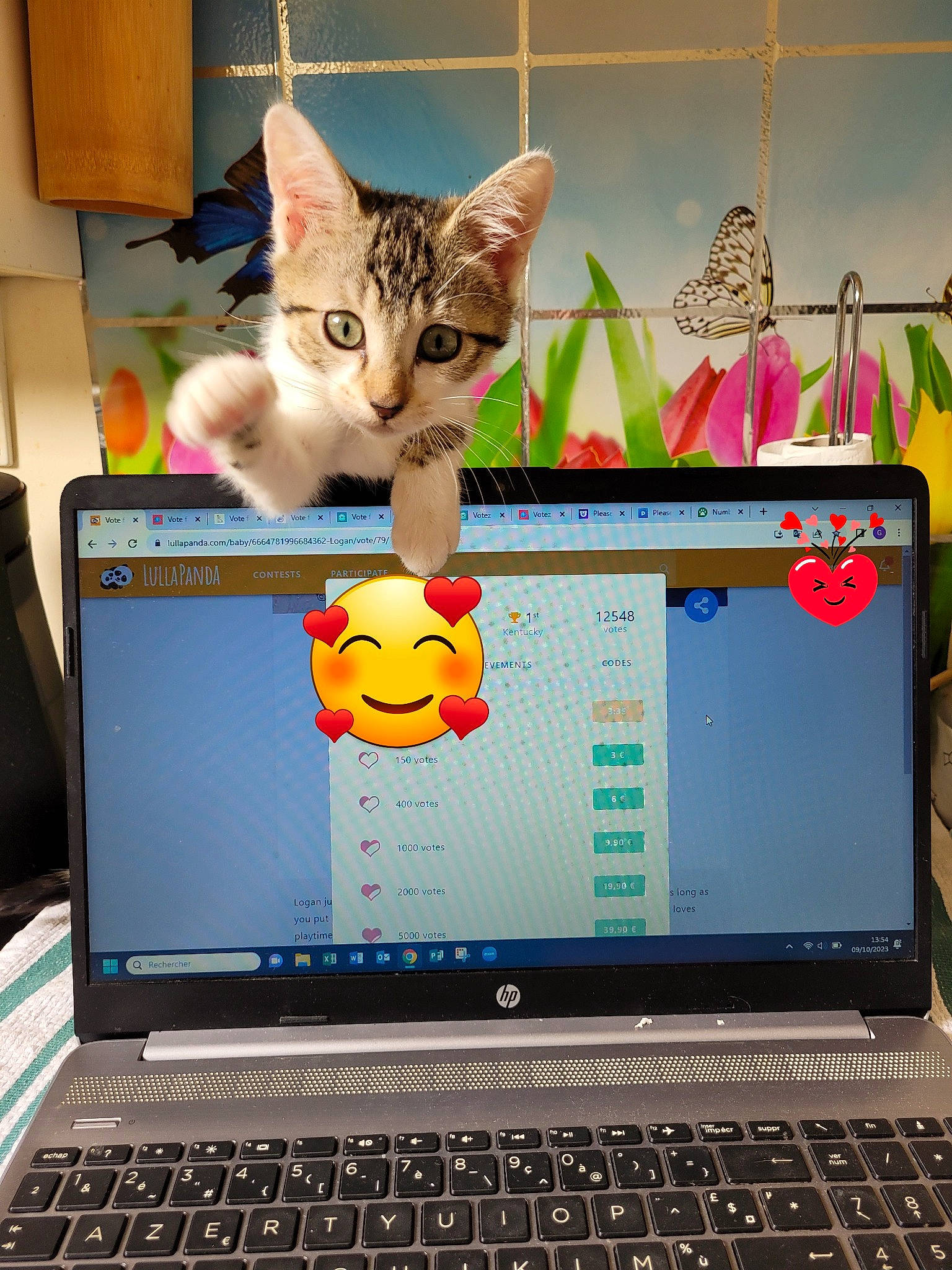 Chicha participe au concours pour gagner de l'argent avec cette photo : carnivore, cat, computer, computer_hardware, display_device, electronic_device, felidae, flat_panel_display, gadget, input_device, laptop, netbook, operating_system, output_device, peripheral, personal_computer, small_to_medium_sized_cats, space_bar, technology, touchpad