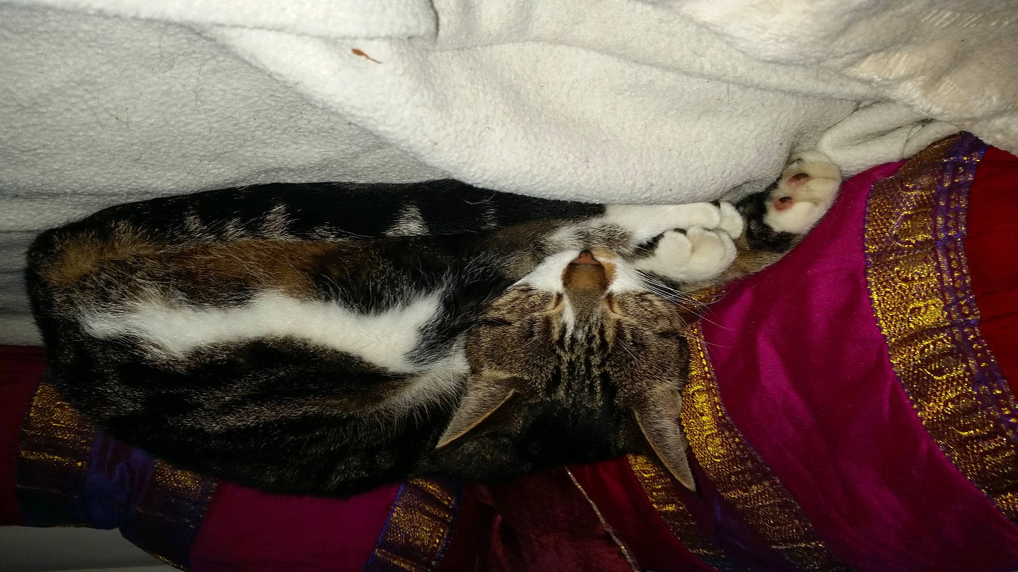 Miky a rejoint le concours — aidez-le/la à gagner de superbes lots ! blanket, canidae, carnivore, cat, claw, comfort, domestic_short_haired_cat, event, felidae, fur, hat, linens, magenta, nap, pattern, small_to_medium_sized_cats, tail, terrestrial_animal, textile, whiskers