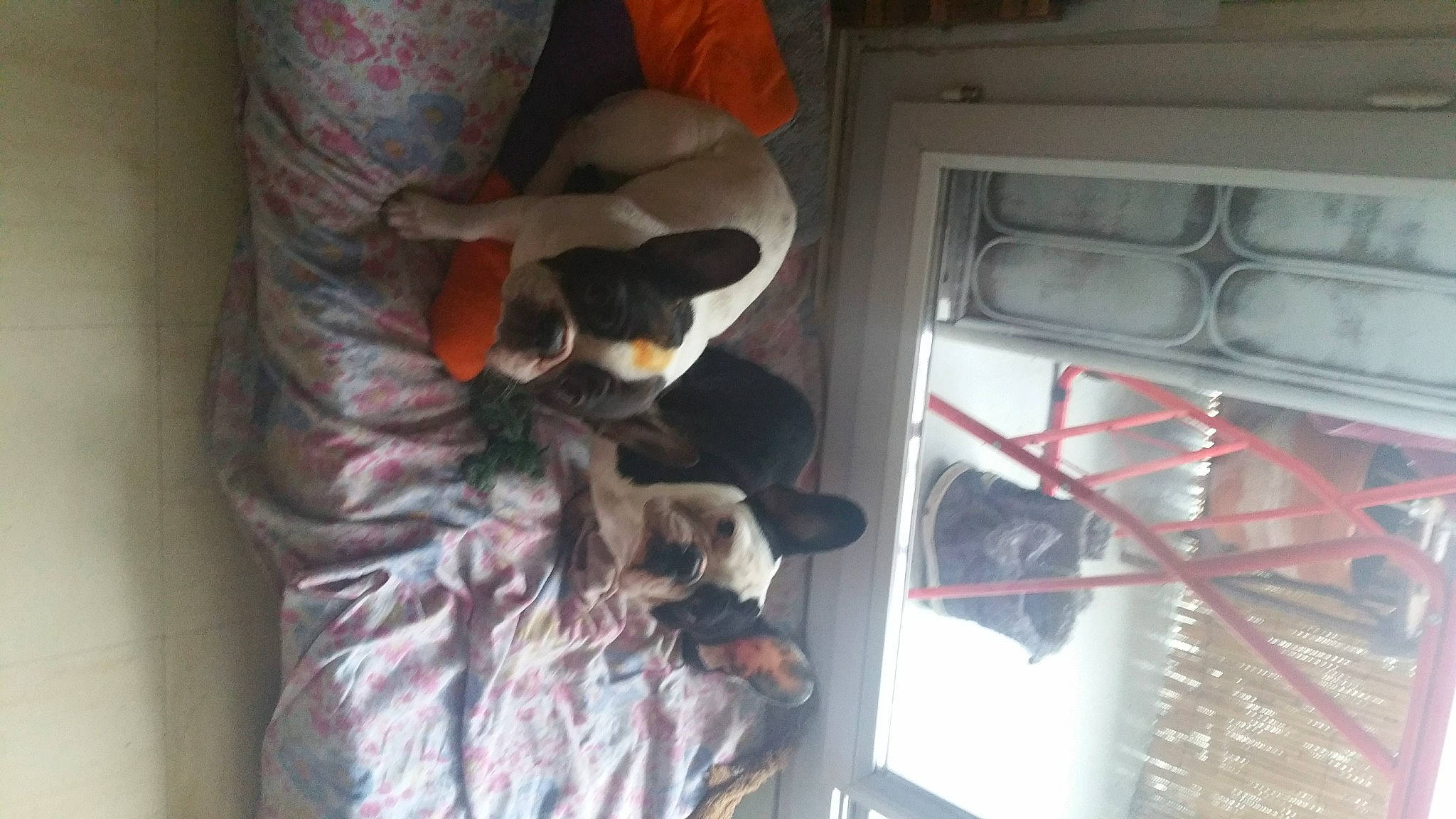 Zheynna a rejoint le concours — aidez-le/la à gagner de superbes lots ! canidae, carnivore, comfort, companion_dog, cooktop, dog, dog_breed, fawn, flooring, fur, gas, kitchen, kitchen_appliance, major_appliance, room, sporting_group, tail