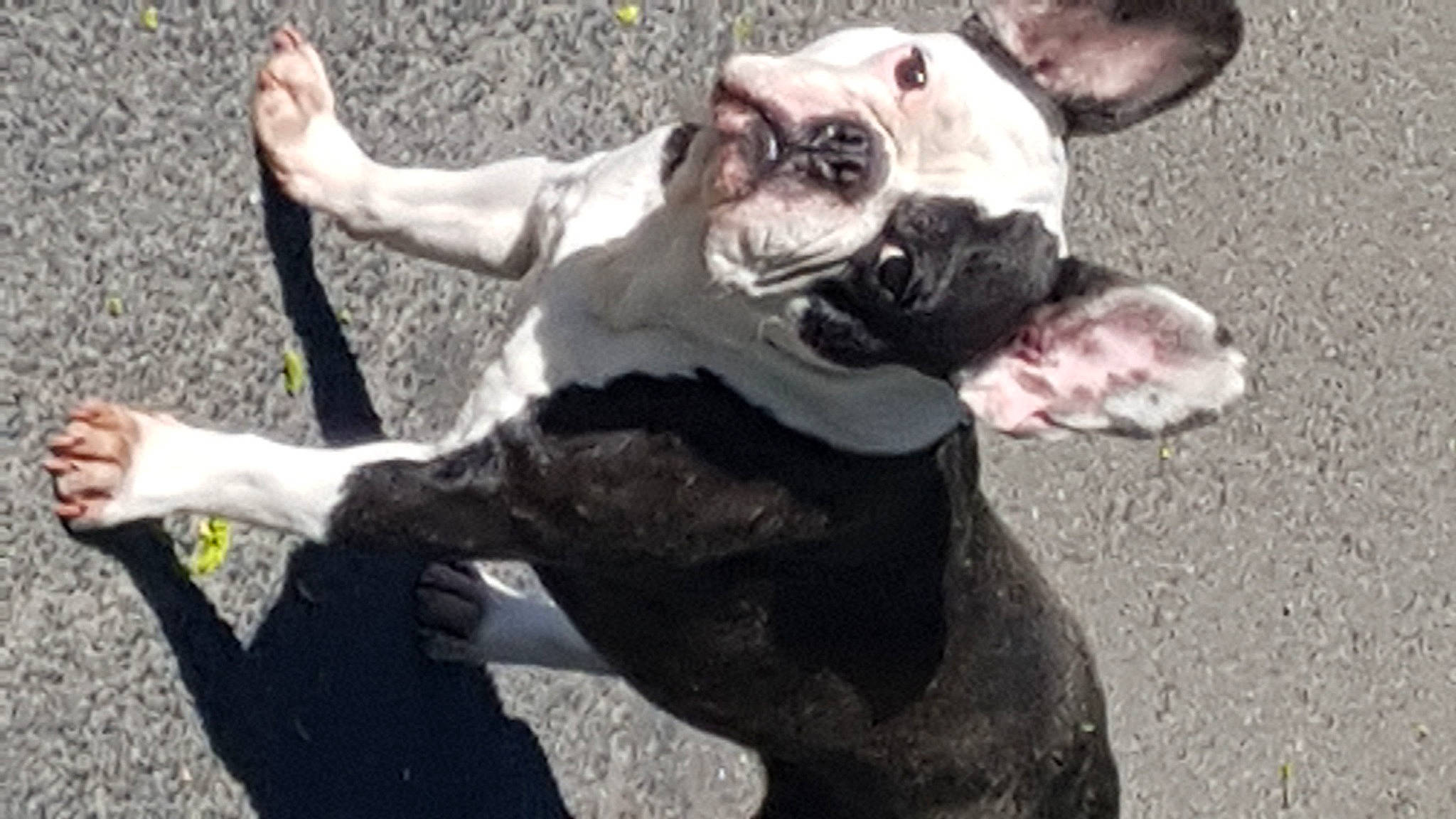 Zheynna a rejoint le concours — aidez-le/la à gagner de superbes lots ! boston_terrier, bulldog, canidae, carnivore, collar, companion_dog, dog, dog_breed, dog_collar, fawn, fur, gesture, leash, paw, snout, sporting_group, tail, terrestrial_animal, toy, working_animal