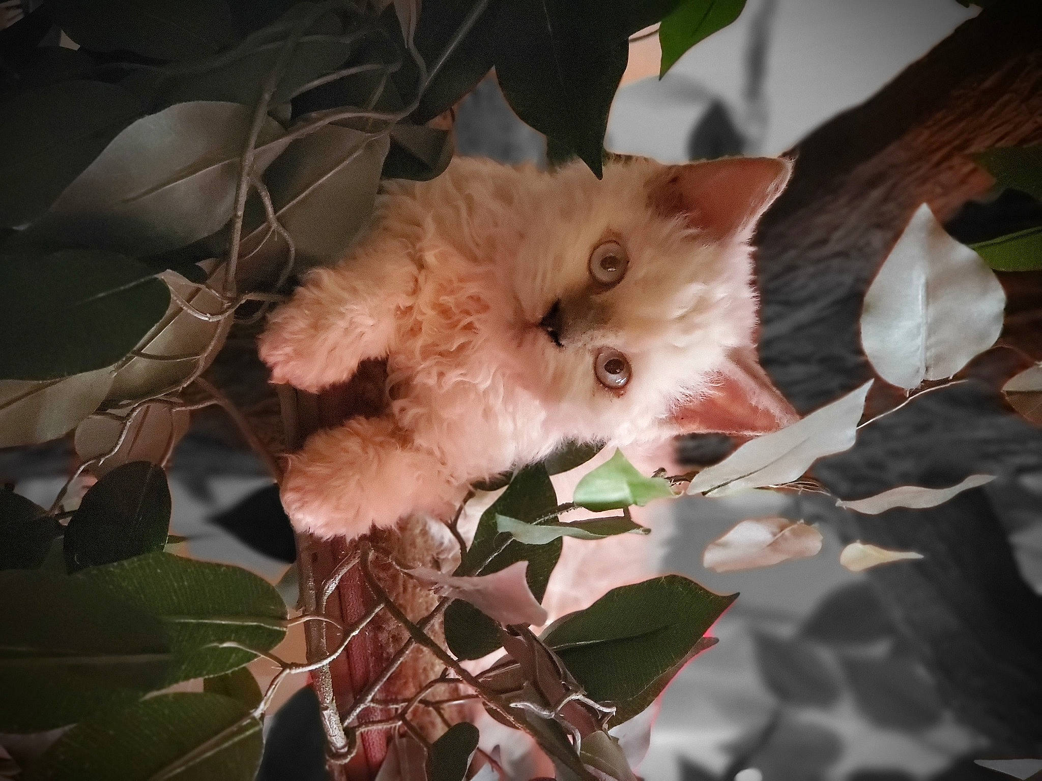 Rose a rejoint le concours — aidez-le/la à gagner de superbes lots ! branch, british_semi_longhair, carnivore, cat, domestic_long_haired_cat, fawn, felidae, flower, fur, kitten, leaf, norwegian_forest_cat, persian, plant, ragamuffin, sky, small_to_medium_sized_cats, tree, turkish_van, whiskers