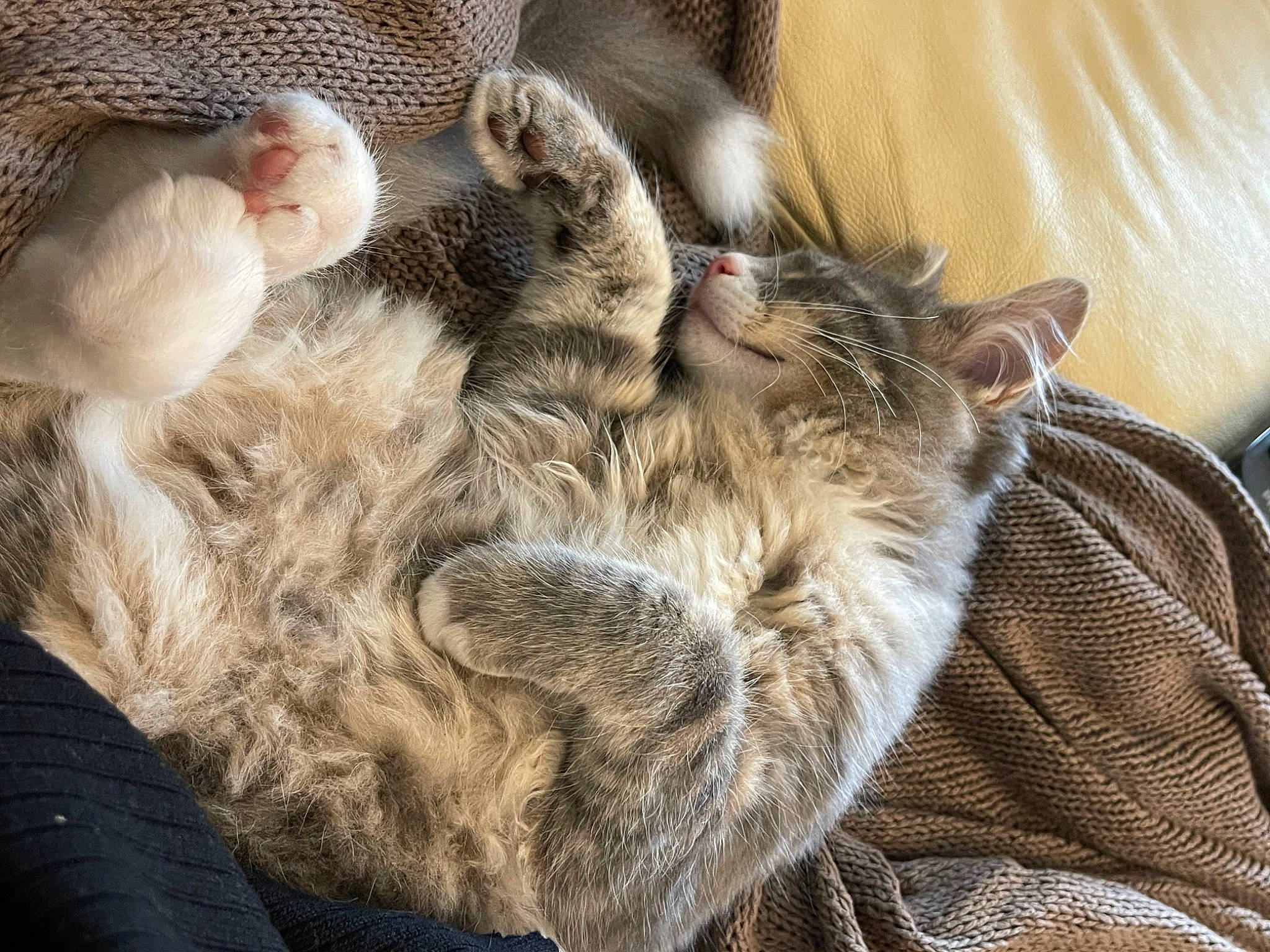 Zorba participe au concours pour gagner de l'argent avec cette photo : carnivore, cat, claw, close_up, comfort, domestic_short_haired_cat, fawn, felidae, fur, gesture, grey, nap, paw, sleep, small_to_medium_sized_cats, snout, tail, whiskers