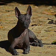 Sullivan a rejoint le concours — aidez-le/la à gagner de superbes lots ! dog, hairless, animal, pet, outdoor, sunlight, dirt, ears, alert, laying_down, shadow, nature, canine, skin, resting, closeup, quiet, daylight, ground, watchful