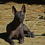 dog, hairless, animal, pet, outdoor, sunlight, dirt, ears, alert, laying_down, shadow, nature, canine, skin, resting, closeup, quiet, daylight, ground, watchful