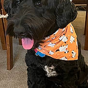 Ace joined the competition — help win amazing prizes! dog, black_dog, curly_fur, bandana, orange_bandana, cat_pattern, indoor, carpet, wooden_chair, tongue_out, pet, animal, happy, sitting, curly_hair, collar, furniture, domestic, cute, portrait