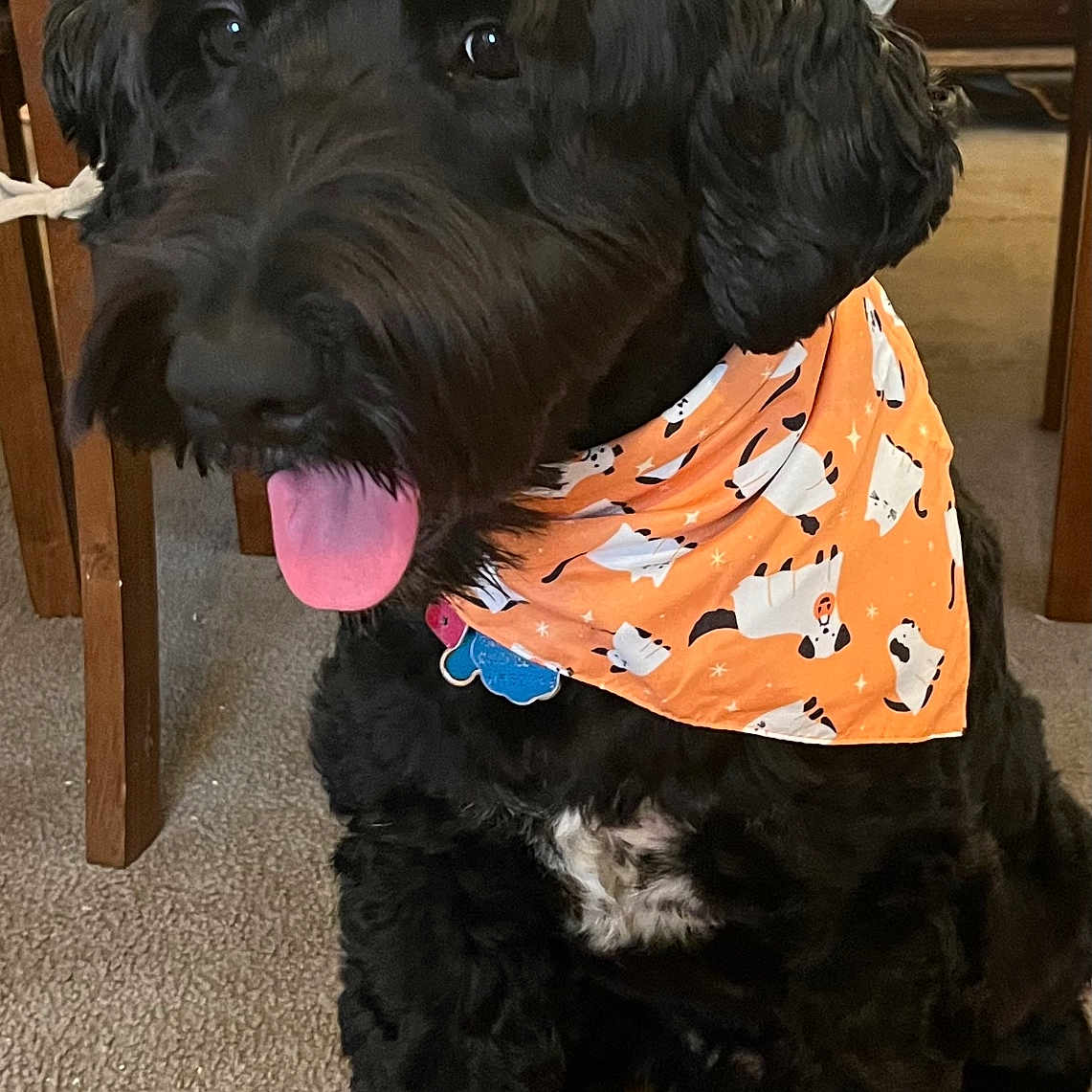Ace joined the competition — help win amazing prizes! animal, bandana, black_dog, carpet, cat_pattern, collar, curly_fur, curly_hair, cute, dog, domestic, furniture, happy, indoor, orange_bandana, pet, portrait, sitting, tongue_out, wooden_chair