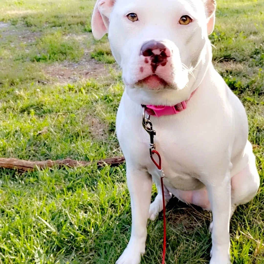 Babygirl is registered to the contest to win money with this photo: animal, bush, canine, collar, companion, cute, daytime, dog, friendly, grass, greenery, leash, nature, outdoor, park, pet, sitting, sunlight, tree, white_dog