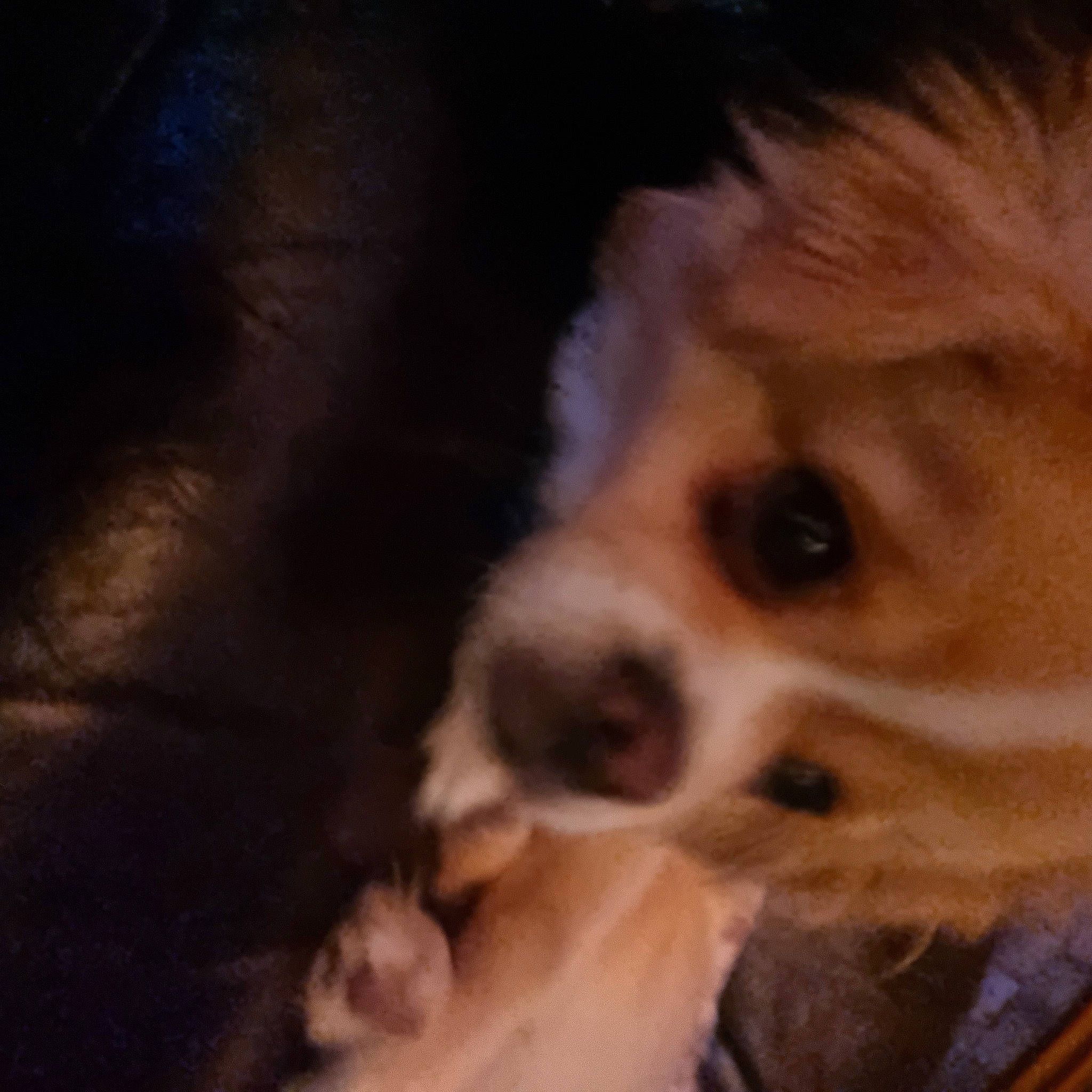 Dougal is registered to the contest to win money with this photo: bored, canidae, carnivore, cloud, companion_dog, dog, dog_breed, ear, fawn, fur, liver, puppy_love, snout, sporting_group, terrestrial_animal, tibetan_spaniel, toy_dog, whiskers, wood, working_animal