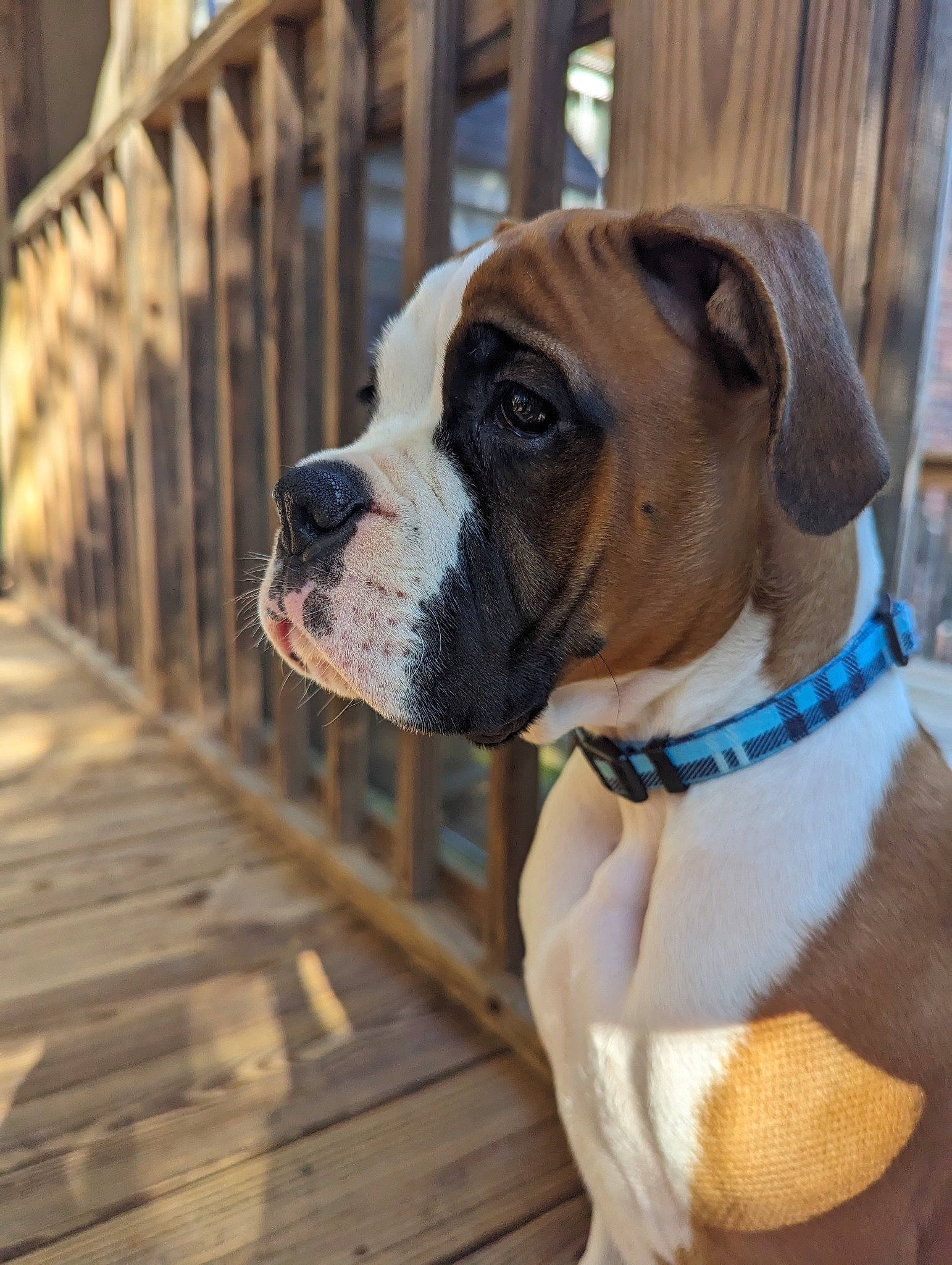 Dexter joined the competition — help win amazing prizes! boxer, canidae, carnivore, collar, companion_dog, dog, dog_breed, dog_collar, dog_supply, door, fawn, fence, pet_supply, snout, sporting_group, whiskers, window, wood, working_animal, wrinkle