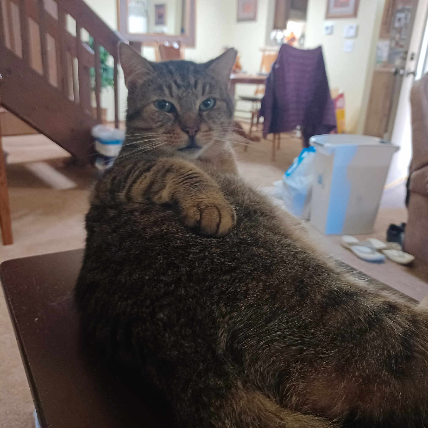 Precious is registered to the contest to win money with this photo: animal, carpet, cat, chair, cozy, domestic, door, feline, furniture, indoor, living_room, paw, pet, relaxed, slippers, staircase, tabby_cat, table, trash_can, window