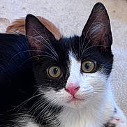 Sushi participe au concours pour gagner de l'argent avec cette photo : animal, black_and_white, carpet, cat, closeup, curious, cute, domestic, feline, fur, green_eyes, indoor, kitten, paw, pet, pink_nose, portrait, small, whiskers, young