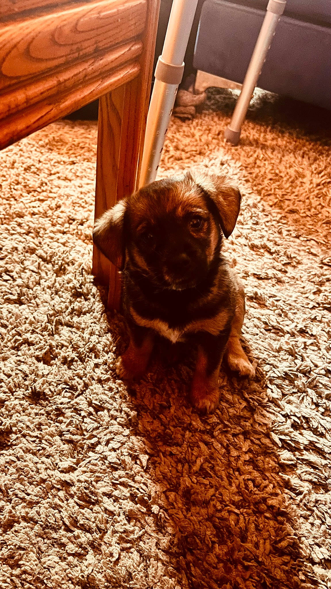 Jokko is registered to the contest to win money with this photo: brown, carnivore, companion_dog, dog, dog_breed, fawn, floor, flooring, hardwood, liver, plank, plant, snout, soil, sporting_group, tail, tints_and_shades, wood, wood_stain, working_animal