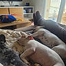 Urgo participe au concours pour gagner de l'argent avec cette photo : blanket, canine, comfort, couch, cozy, daylight, dog, domestic, furniture, home, indoor, legs, living_room, natural_light, person, pet, relaxation, resting, sleeping, window