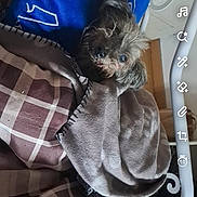 Urgo participe au concours pour gagner de l'argent avec cette photo : animal, bed, bedroom, blanket, blue_pillow, brown_blanket, checkered_sheet, cozy, cute, domestic_animal, fabric, fur, fur_face, indoor, pet, pillow, resting, sleepy, small_dog, soft