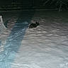 Urgo a rejoint le concours — aidez-le/la à gagner de superbes lots ! animal, backyard, cold, dark, dog, fence, footprints, lonely, nature, night, outdoor, pet, quiet, shadow, small_dog, snow, snow_covered, stillness, tree, winter