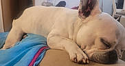 Tio a rejoint le concours — aidez-le/la à gagner de superbes lots ! animal, blanket, close_up, cozy, cute, dog, ear, french_bulldog, fur, furniture, home, indoor, nap, paw, pet, relaxation, resting, sleeping, snout, white_dog