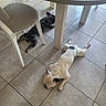animal, black_dog, canine, chair, daylight, dog, domestic, floor, furniture, home, indoor, legs, paw, pet, relaxed, resting, sleeping, table, tile_floor, white_dog