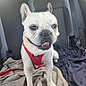 Tio a rejoint le concours — aidez-le/la à gagner de superbes lots ! animal, blanket, car_interior, companion, daylight, dog, domestic_animal, ears, french_bulldog, fur, happy, harness, leash, paw, pet, seat, smiling, tongue, transportation, window