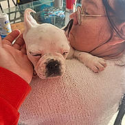 Tio a rejoint le concours — aidez-le/la à gagner de superbes lots ! close_up, clothing, dog, face, glass, glasses, hand, holding, indoor, person, pet, plant, puppy, red_cup, shoulder, sleeping, sweater, table, warm_light, white_dog