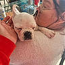 close_up, clothing, dog, face, glass, glasses, hand, holding, indoor, person, pet, plant, puppy, red_cup, shoulder, sleeping, sweater, table, warm_light, white_dog