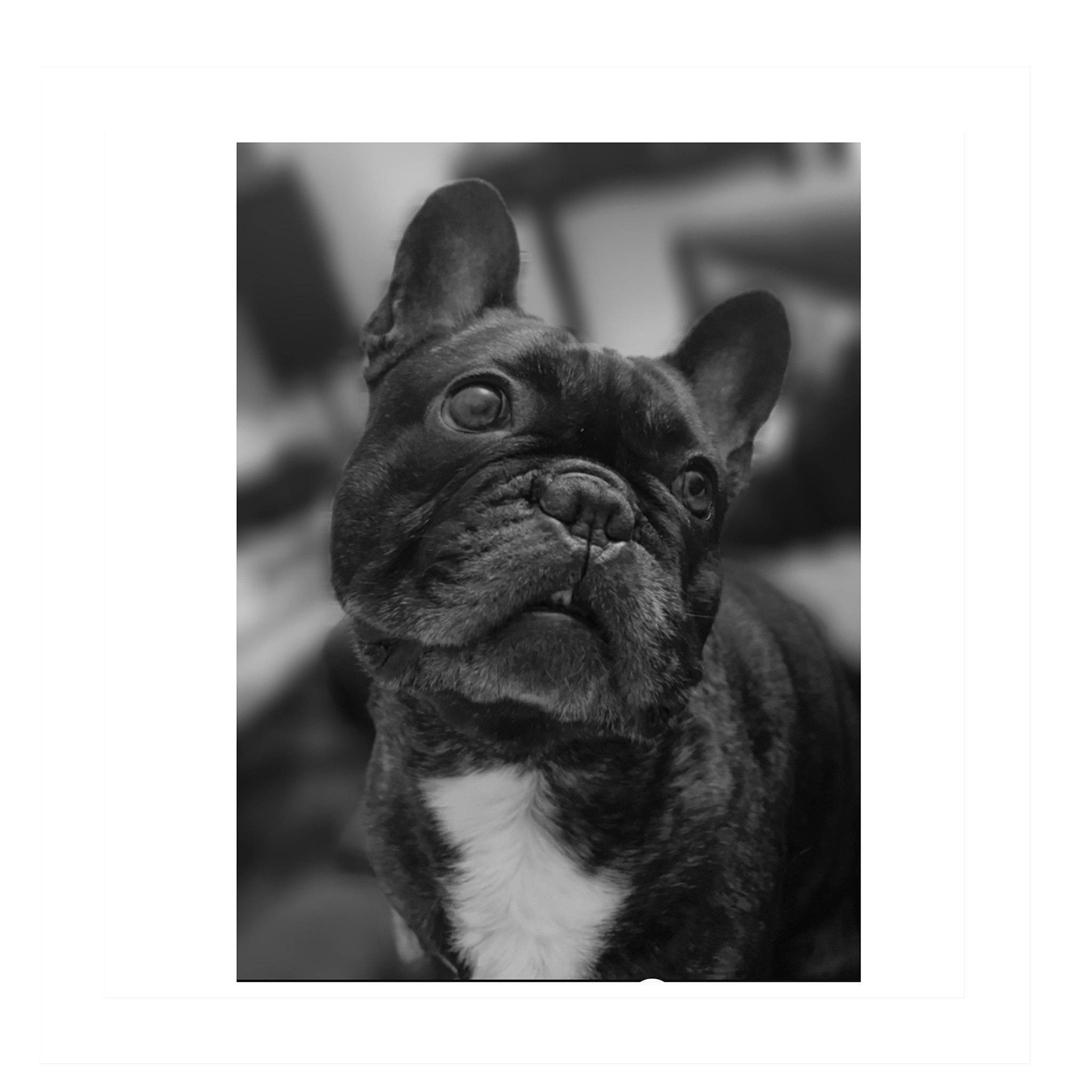 Nelson participe au concours pour gagner de l'argent avec cette photo : bulldog, canidae, carnivore, companion_dog, dog, dog_breed, ear, fawn, french_bulldog, fur, jaw, monochrome, monochrome_photography, snout, still_life_photography, terrestrial_animal, toy_dog, whiskers, working_animal, wrinkle