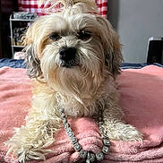 Chloe Caolo is registered to the contest to win money with this photo: dog, fluffy, jewelry, necklace, cross, blanket, bed, fur, cute, pet, indoor, paws, white, beige, comfort, resting, portrait, accessory, home, relaxed