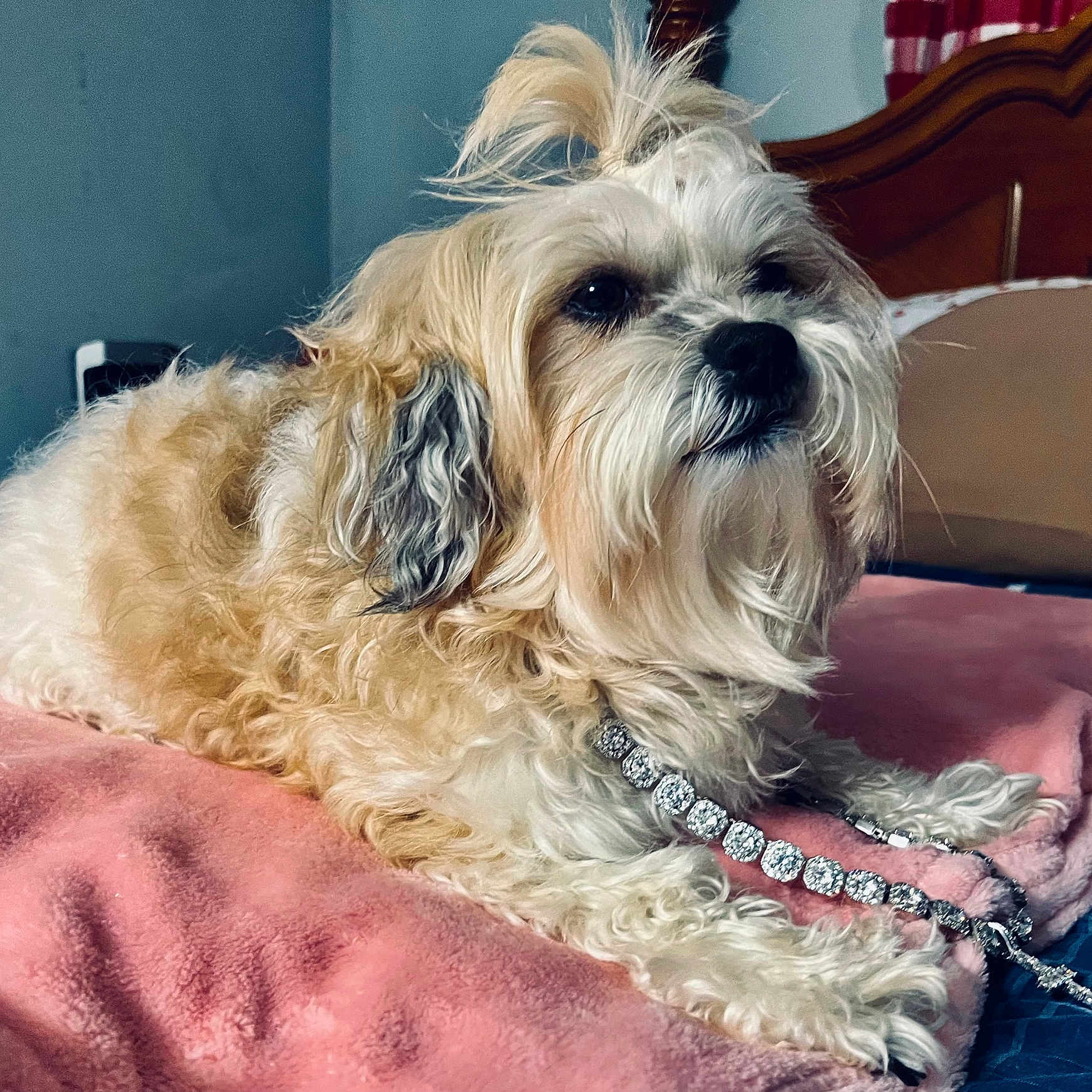 Chloe Caolo joined the competition — help win amazing prizes! animal, bedroom, blanket, blue_wall, curly_fur, cute, dog, domestic, fluffy, fur, furry, indoor, jewelry, necklace, pet, pink, relaxed, resting, small_dog, wooden_headboard