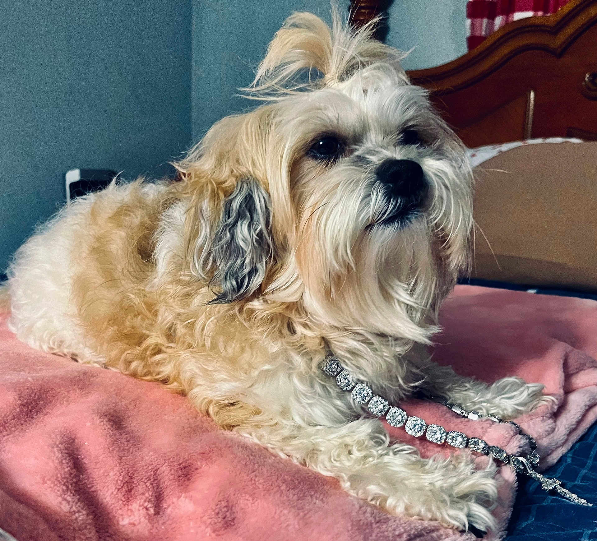Chloe Caolo joined the competition — help win amazing prizes! dog, fluffy, bedroom, blanket, jewelry, necklace, pet, indoor, furry, cute, relaxed, resting, small_dog, curly_fur, pink, blue_wall, wooden_headboard, fur, animal, domestic