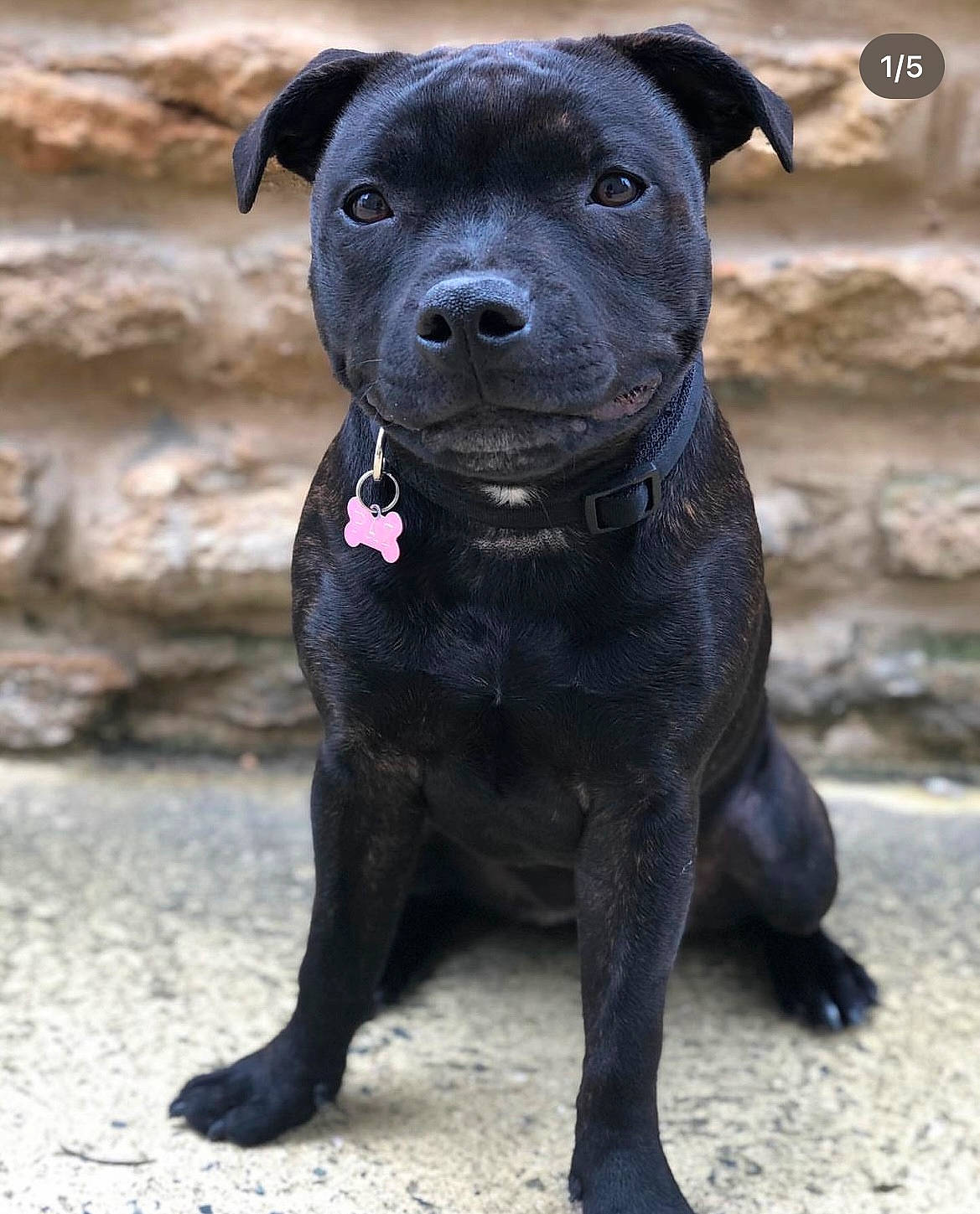 Paz participe au concours pour gagner de l'argent avec cette photo : borador, canidae, carnivore, collar, companion_dog, dog, dog_breed, dog_collar, electric_blue, non_sporting_group, plant, snout, sporting_group, terrestrial_animal, whiskers, working_animal, working_dog