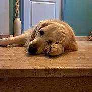 Jade a rejoint le concours — aidez-le/la à gagner de superbes lots ! animal, canine, closeup, dog, door, floor, fur, golden_retriever, head, indoor, lying_down, marble, paw, pet, quiet, relaxed, resting, sleepy, step, wall