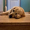 dog, golden_retriever, lying_down, paw, floor, marble, step, indoor, door, wall, resting, pet, animal, canine, relaxed, sleepy, fur, head, closeup, quiet