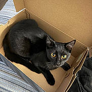 Lucky joined the competition — help win amazing prizes! animal, black_cat, box, cardboard_box, cat, cozy, curious, domestic_cat, ears, fabric, feline, indoor, looking_up, paw, pet, resting, striped_bedspread, tail, whiskers, yellow_eyes