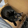 animal, black_cat, box, cardboard_box, cat, cozy, curious, domestic_cat, ears, fabric, feline, indoor, looking_up, paw, pet, resting, striped_bedspread, tail, whiskers, yellow_eyes