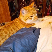 Tom Tom is registered to the contest to win money with this photo: cat, orange_tabby, pet, bed, blanket, indoor, furniture, relaxed, animal, fur, whiskers, ears, paws, resting, domestic, cozy, room, wooden, clutter, warm_lighting