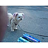 add_to_icon, asphalt, colored_ears, date_text, dog, edit_icon, fabric_rolls, finger, harness, leash, outdoor, pavement, photobomb, screenshot_ui, shadow, share_icon, small_dog, time_text, trash_icon, white_space