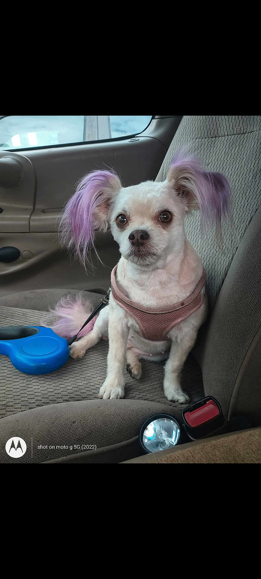 Izzy joined the competition — help win amazing prizes! dog, small_dog, dyed_ears, purple_hair, harness, retractable_leash, blue_leash, car_seat, vehicle_interior, seat_fabric, portrait, cute, pet, sitting, brown_eyes, white_fur, short_hair, seatbelt_buckle, flashlight, watermark