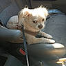 armrest, car_interior, closeup, dashboard_area, dog, front_seat, fur, harness, leash, looking_at_camera, mobile_screenshot, pet, portrait, purse, seat, sitting, small_dog, sunlight, travel, upholstery