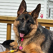 Allie joined the competition — help win amazing prizes! german_shepherd, dog, pet, collar, tag, tongue_out, relaxed, lying_down, outdoor, wooden_railing, house_siding, fur, ears_up, paw, canine, animal, friendly, companion, domestic, leash