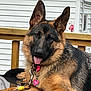 german_shepherd, dog, pet, collar, tag, tongue_out, relaxed, lying_down, outdoor, wooden_railing, house_siding, fur, ears_up, paw, canine, animal, friendly, companion, domestic, leash