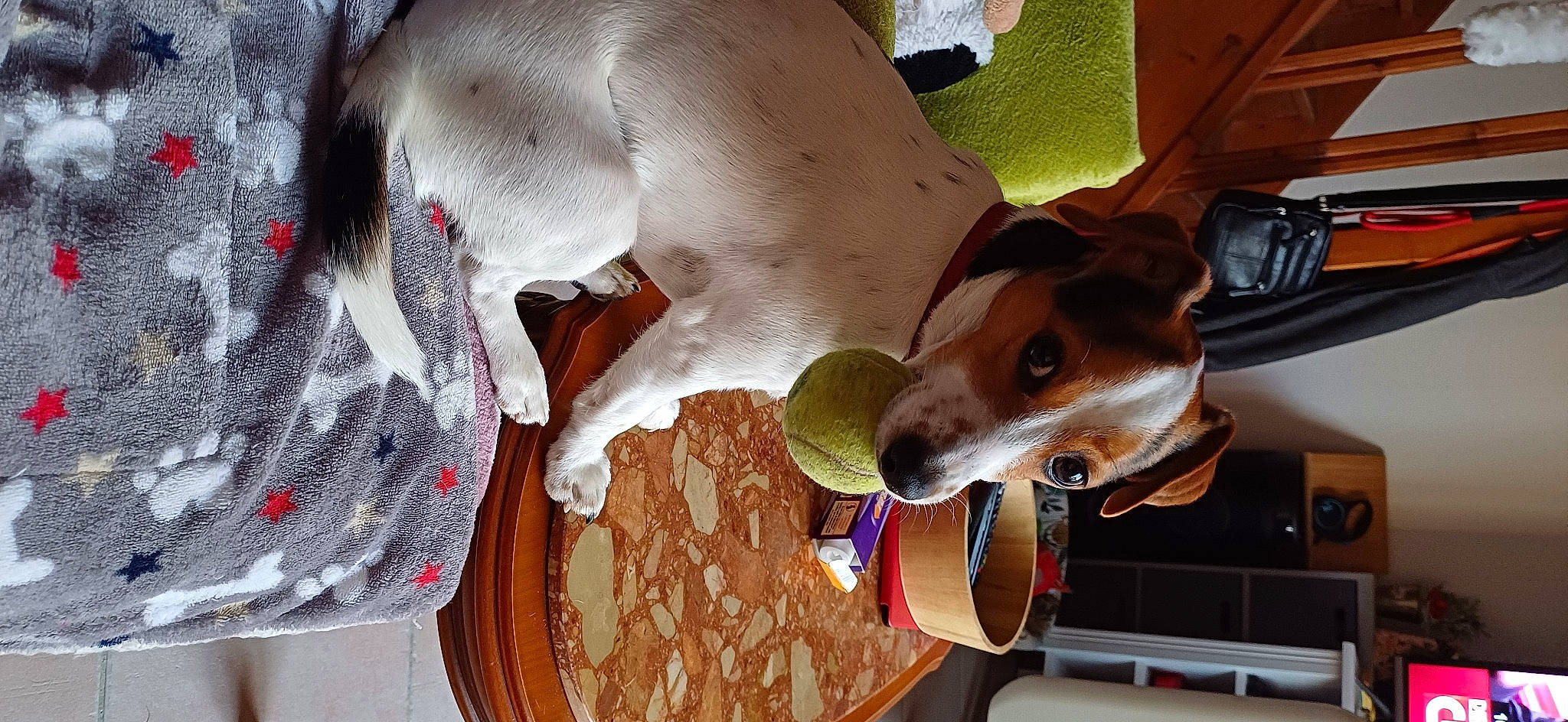 Simba a rejoint le concours — aidez-le/la à gagner de superbes lots ! canidae, carnivore, circle, collar, companion_dog, dishware, dog, dog_breed, dog_collar, dog_supply, ear, fashion_accessory, fawn, hat, pet_supply, serveware, snout, sporting_group, whiskers, working_animal