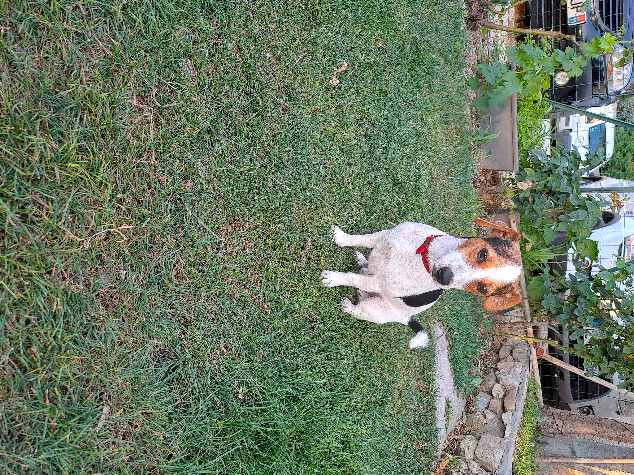 Simba