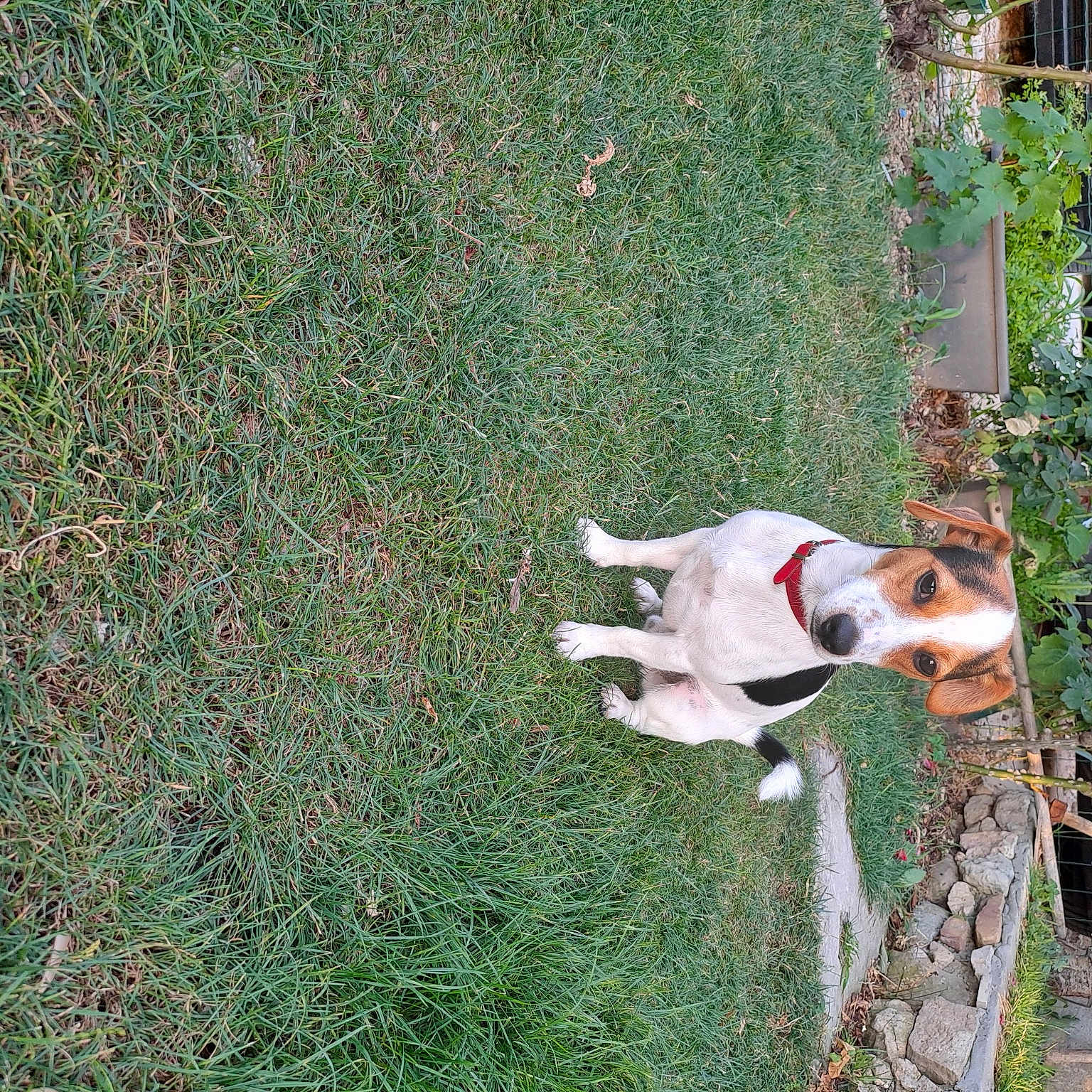Simba