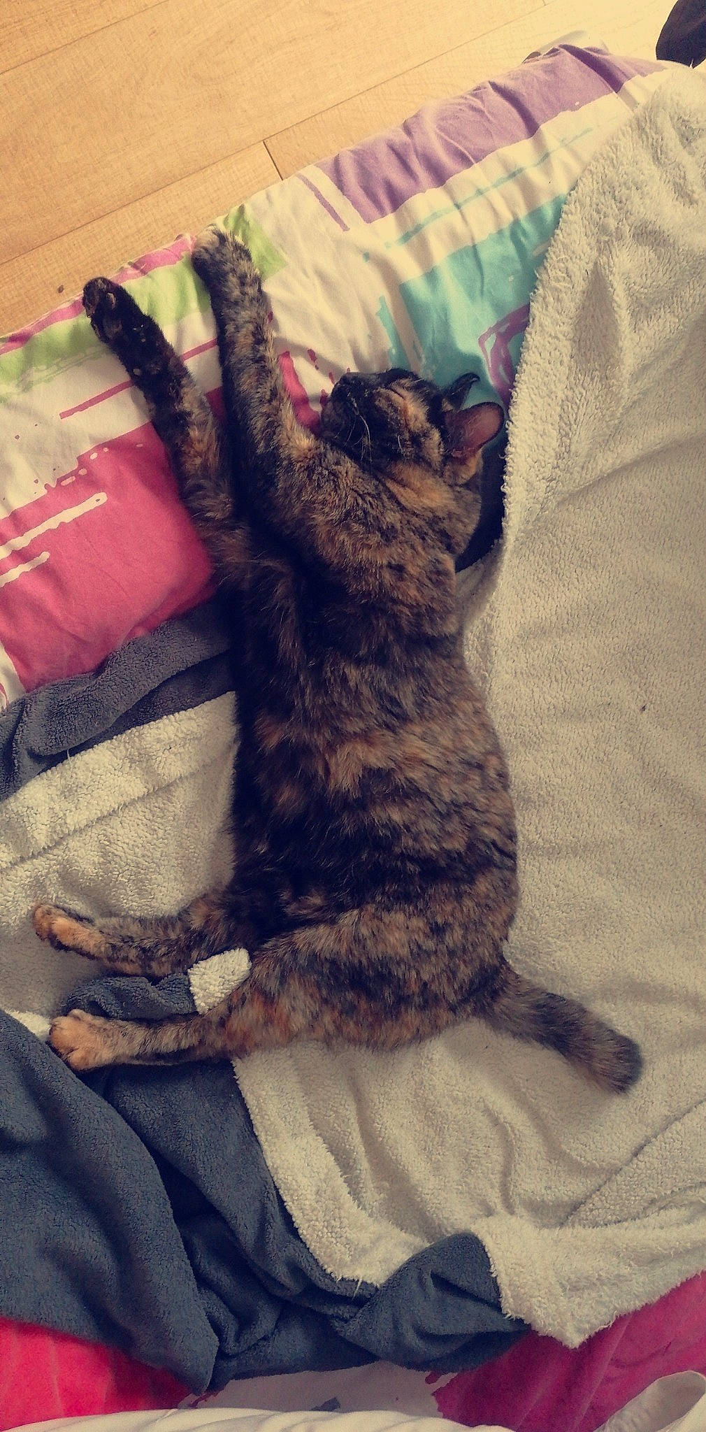 Sassie participe au concours pour gagner de l'argent avec cette photo : black_cat, carnivore, cat, claw, comfort, companion_dog, dog_breed, domestic_short_haired_cat, felidae, fur, gesture, human_leg, linens, paw, selfie, small_to_medium_sized_cats, sporting_group, tail, textile, whiskers